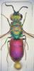 Chrysura varicornis
